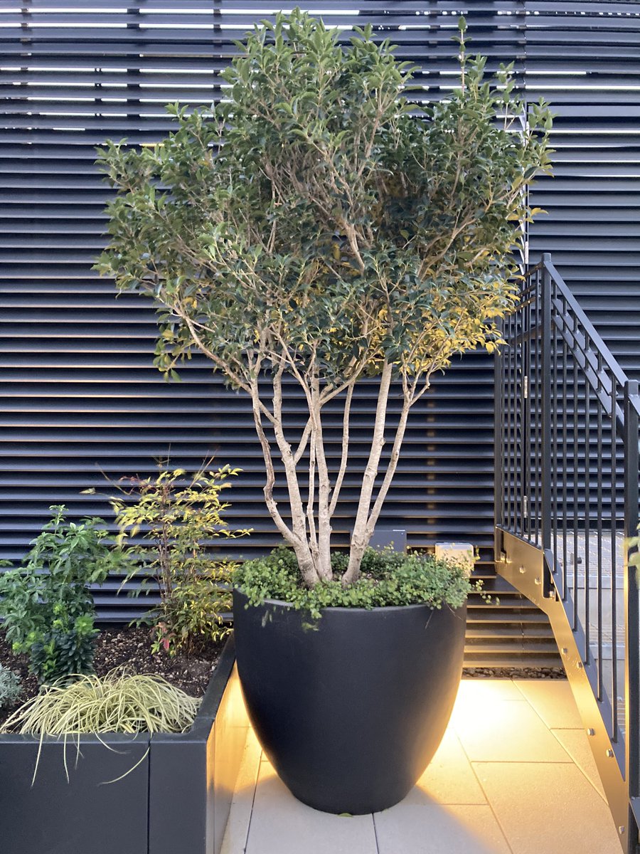 Jackson Coles tweet media