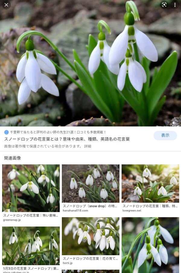 Twoucan スノードロップ の注目ツイート イラスト マンガ