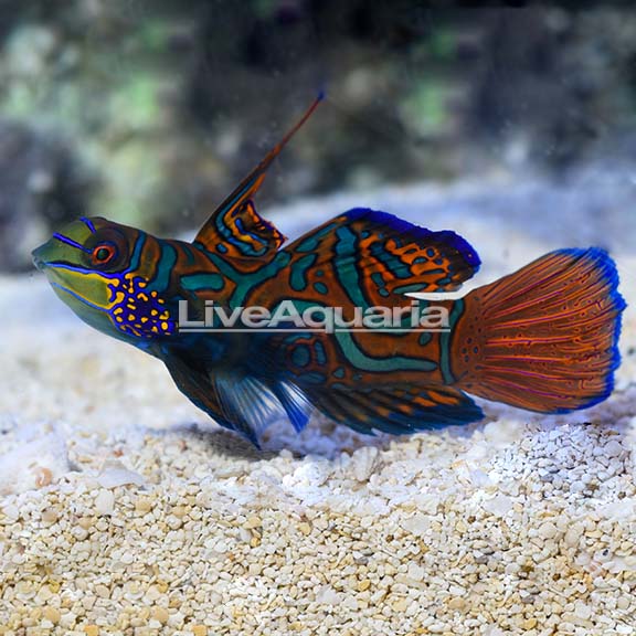 LiveAquaria's tweet photo. 3" Philippines male Green Mandarin coming in today's Diver's Den® https://t.co/VnxxiRKupq.
#diversden #manderin #saltwateraquarium #liveaquaria https://t.co/Lf4CjO99q6