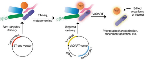 CRISPRjournal's tweet image. First Cut: &quot;Genetic Manipulation of a CAST of Characters in a Microbial Community&quot; --
Mozumdar, Csörgő, @joeBondyDenomy discuss the toolkit for precision gene editing in a bacterial community (recent @BanfieldJill @doudna_lab paper @NatureMicrobiol).
liebertpub.com/doi/10.1089/cr…
