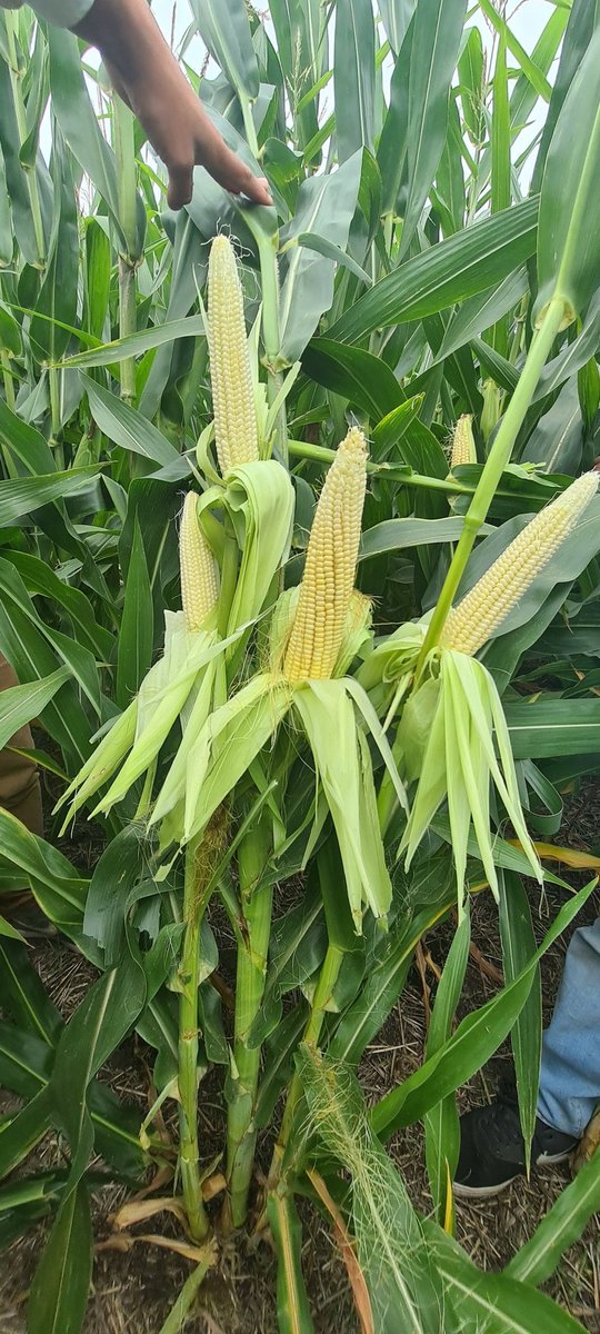 VILLAJOSE7300's tweet photo. Recorriendo 🌽🌽🌽🌽 en Azul. Todos muy buenos🤩🤩
@Gonzapizarro89 @Malavinta @Franromero87 @NideraSemillas  Alejo Volonte https://t.co/p40yUqX28O