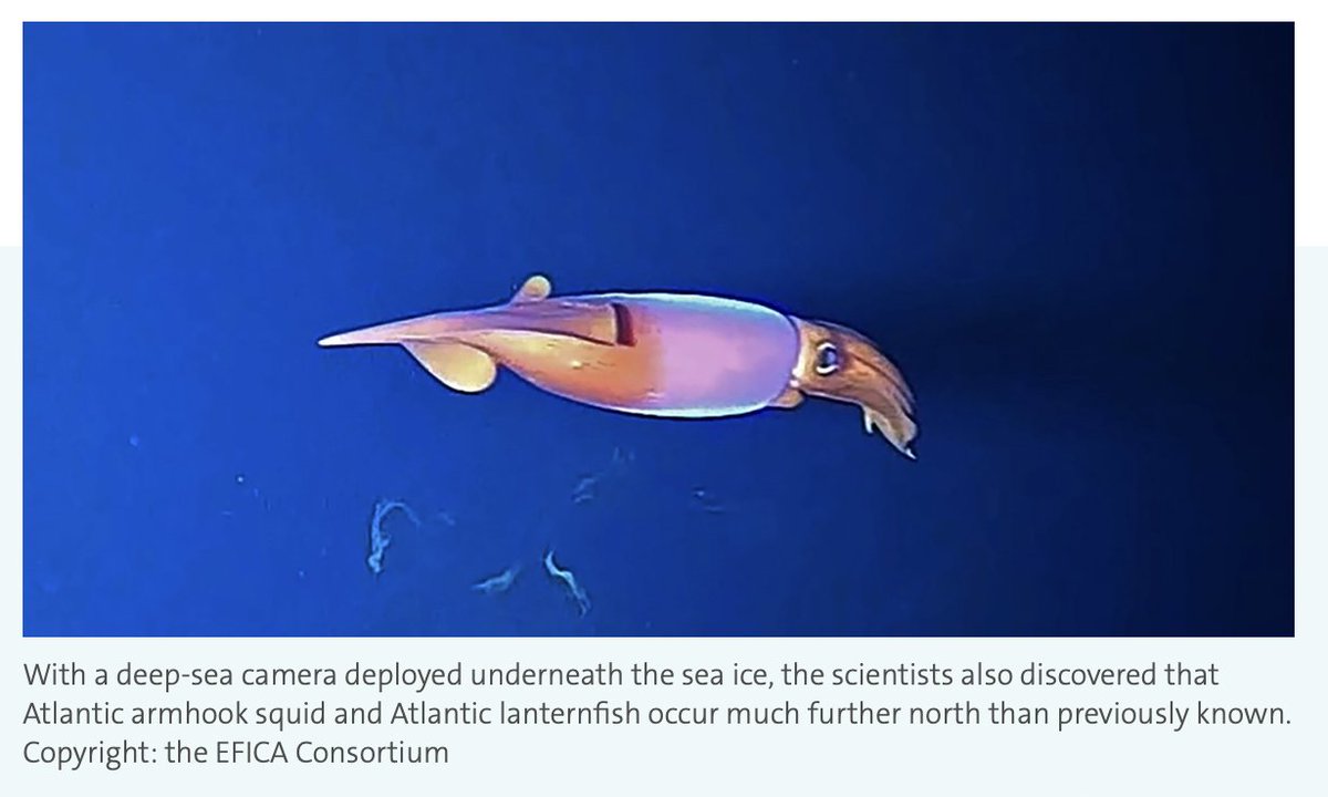 JessicaDLow's tweet photo. Just wanted to share some cool new discoveries of Atlantic squid and lanternfish occurring more north than expected. #OceanConsvnUBC

https://t.co/3TGCqYgQ0q https://t.co/Z7XEGLICO7