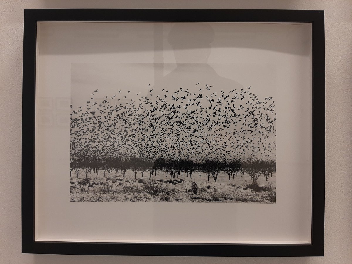 ricard_bru's tweet photo. A l'exposició del dipòsit de la Col·lecció Nacional de Fotografia presentada al @MuseuMorera, amb adquisicions dels darrers tres anys, hi trobareu fotografies magnífiques. @TONIPRIMfoto @Santi__Iglesias #PalmiraPuig #EspePons @paulaartes_ @JordiVPou https://t.co/xh2HaMtNYD