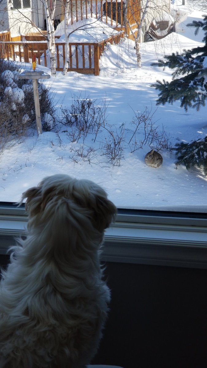 Kenneth_Reimer's tweet image. It's hard to eat lunch with this much growling and snorting coming from beside me.