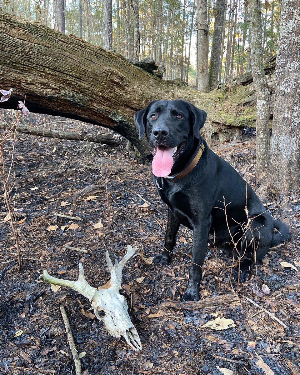 Somebody enjoys burn season almost as much as we do! Looking forward to enjoying a bit of #ShedHunting as the deer start dropping their antlers.