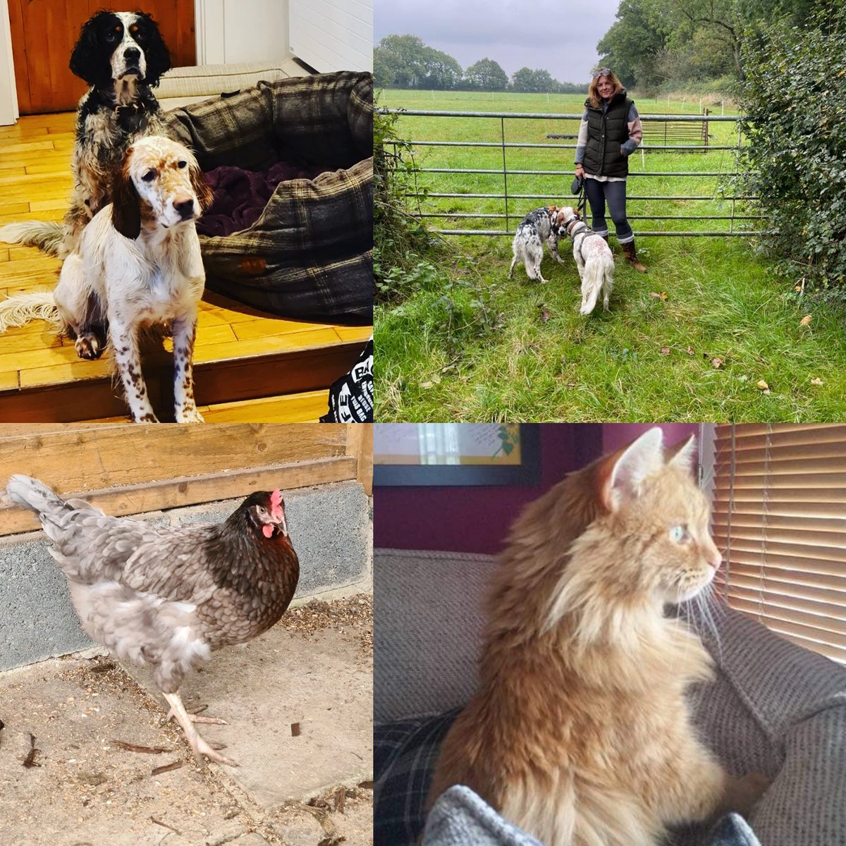 Kat_Anne_Rogers's tweet photo. How did I miss #LoveYourPetDay ?!
Well, meet the crew (or some of) #RescueDogs #sebprapups #rescuecat @bluecross #chickens #parrakeets love em all πππππ¦ https://t.co/1Dr0yvZNNF