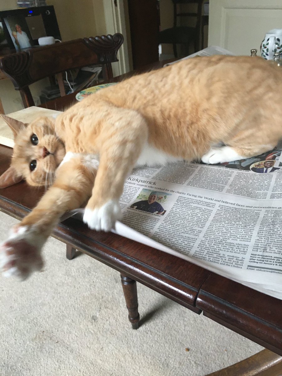 My mum’s cat Saffy loves <a href="/thetimes/">The Times and Sunday Times</a> as much as she does!