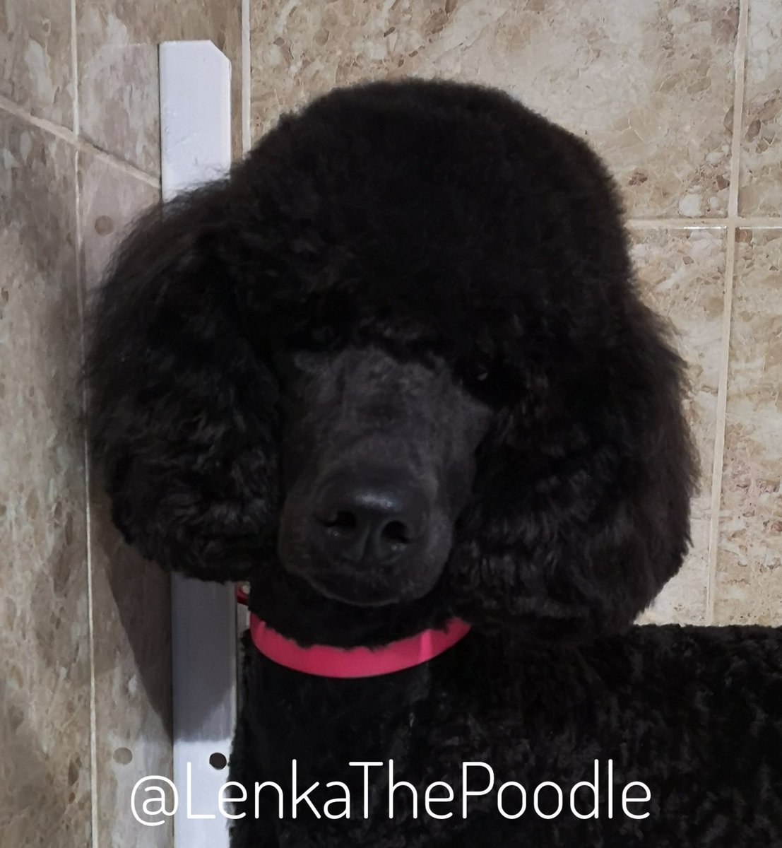 She's done it again. My big topknot has gone as I didn't like having bands in &amp; would try to get them out. I look like a little <a href="/SpooSuki/">SukiTheSpoo</a> now 💞
#StandardPoodle #Poodle #Puppy #DogGroomersDog