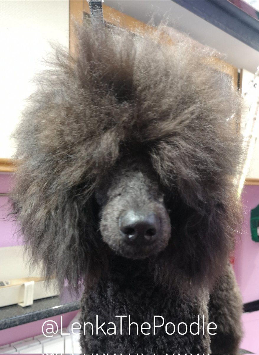 LenkathePoodle's tweet photo. She's done it again. My big topknot has gone as I didn't like having bands in &amp; would try to get them out. I look like a little @SpooSuki now 💞
#StandardPoodle #Poodle #Puppy #DogGroomersDog https://t.co/dwtLf4b8pr