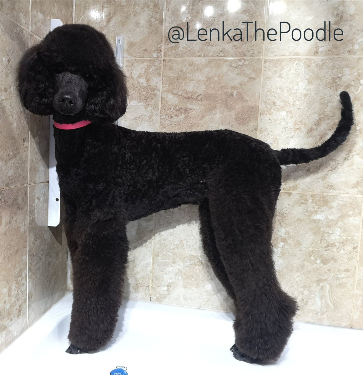LenkathePoodle's tweet photo. She's done it again. My big topknot has gone as I didn't like having bands in &amp; would try to get them out. I look like a little @SpooSuki now 💞
#StandardPoodle #Poodle #Puppy #DogGroomersDog https://t.co/dwtLf4b8pr