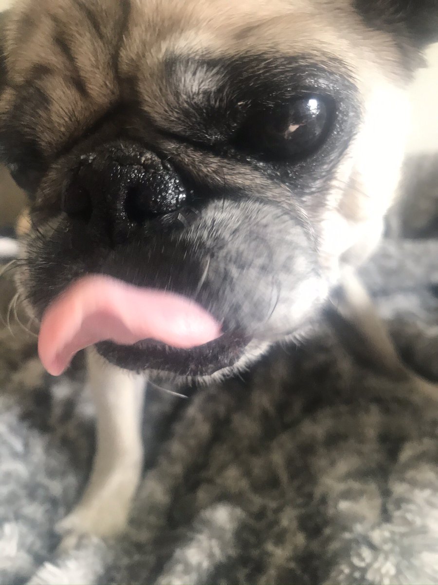 apugssunday's tweet photo. @ScribblePug My sneaky food stealer #tongueoutTuesday Have a great day everyone! https://t.co/BXL82k4l5g