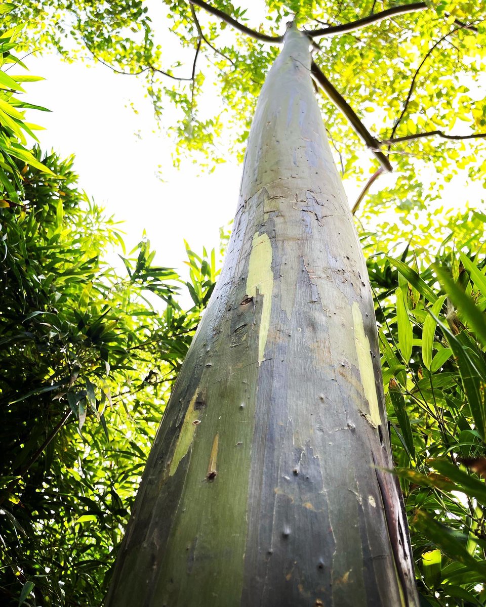 intheolivegrov1's tweet photo. Loving this weeks #Top4Theme with #Top4Straight Pics!👍
Join the Fun & Share Your #Memories!😀
Tag @perthtravelers @CharlesMcCool @Touchse @Giselleinmotion
Lahaina, on #Maui
Rainbow gum tree
Botanical gardens #NewHampshire
Modern bridge https://t.co/60UwKrqhoY