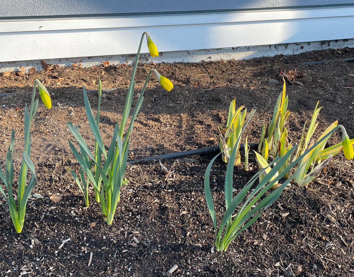 One of these things is not like the other.  One month out from spring, Winnipeg, MB vs. Victoria, BC.