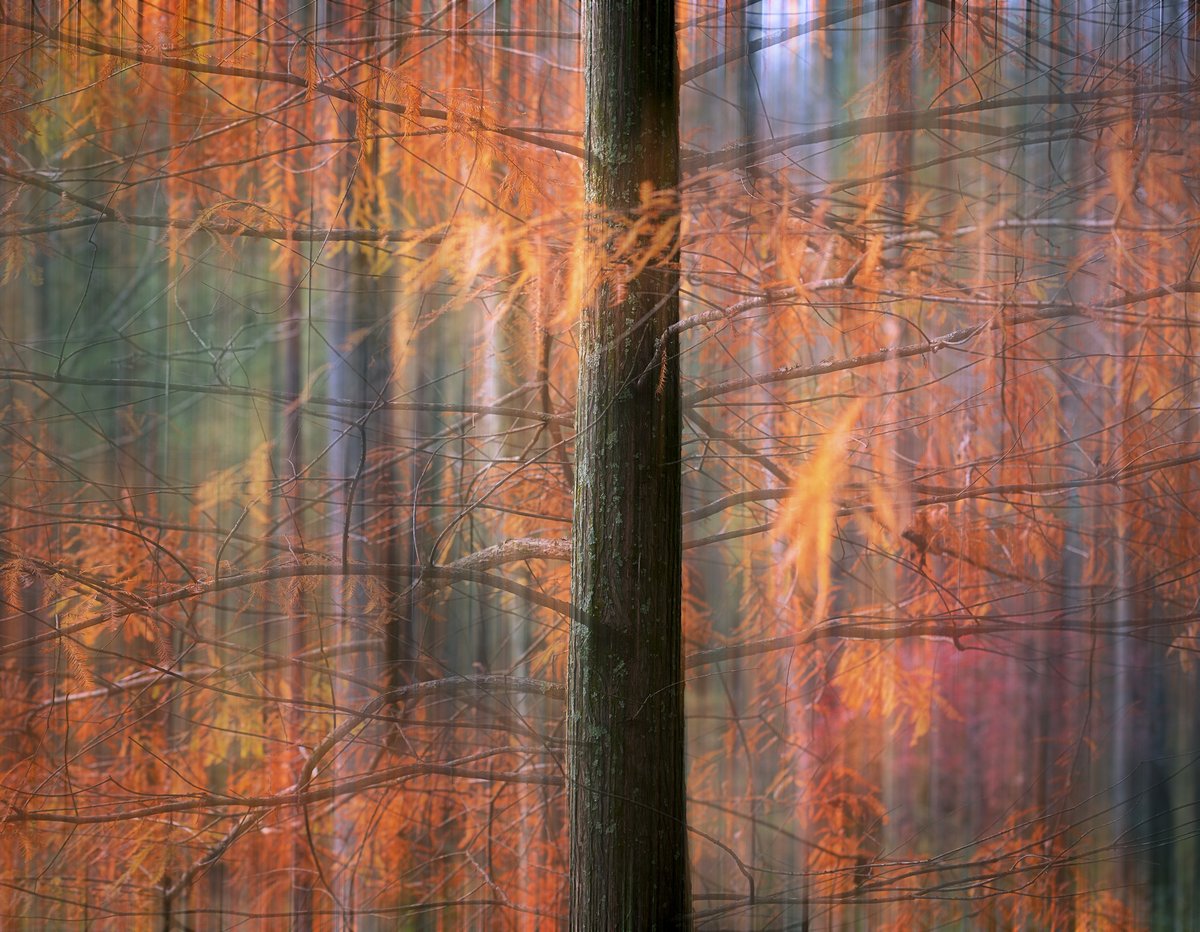 jcernstphoto's tweet photo. Tree Series #2
#abstractart #photography #NaturePhotography #TreeBeauty https://t.co/pkD8XDb0pp