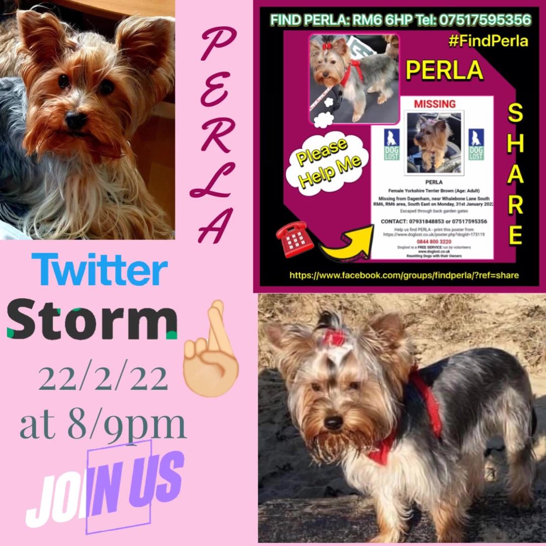 MissingPetsGB's tweet photo. Please join us for a Twitterstorm TONIGHT Tuesday 22/2/22 8/9pm
Please share between 8/9pm and please use #FindPerla hashtag in your posts
PERLA has been missing from 31/01/2022. Last seen at Whalebone Lane South, Chadwell Heath Dagenham #RM6 6HP https://t.co/Hi1IXZUaLO https://t.co/OHfnFoYJJt