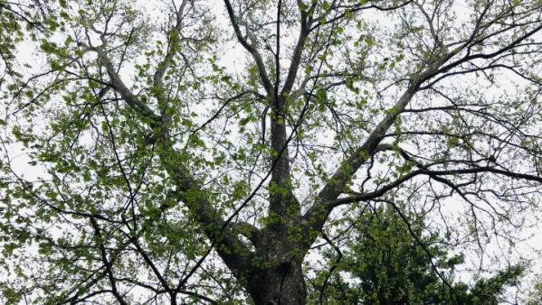 ISU_YardGarden's tweet photo. Do your trees need pruning? Check out these resources to prune like a pro. https://t.co/aIrzLiRwpG https://t.co/2DEbt6Wnmr