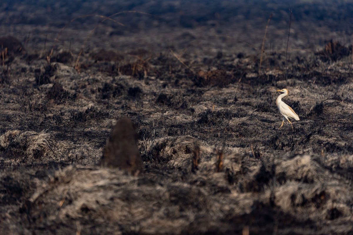 jfmesquida's tweet photo. Fundación @RewildingArg afirma que "la pérdida de ambientes naturales fuera del #ParqueIbera es aún mayor y el impacto sobre la biodiversidad es incalculable". https://t.co/y8VsiJXBPu