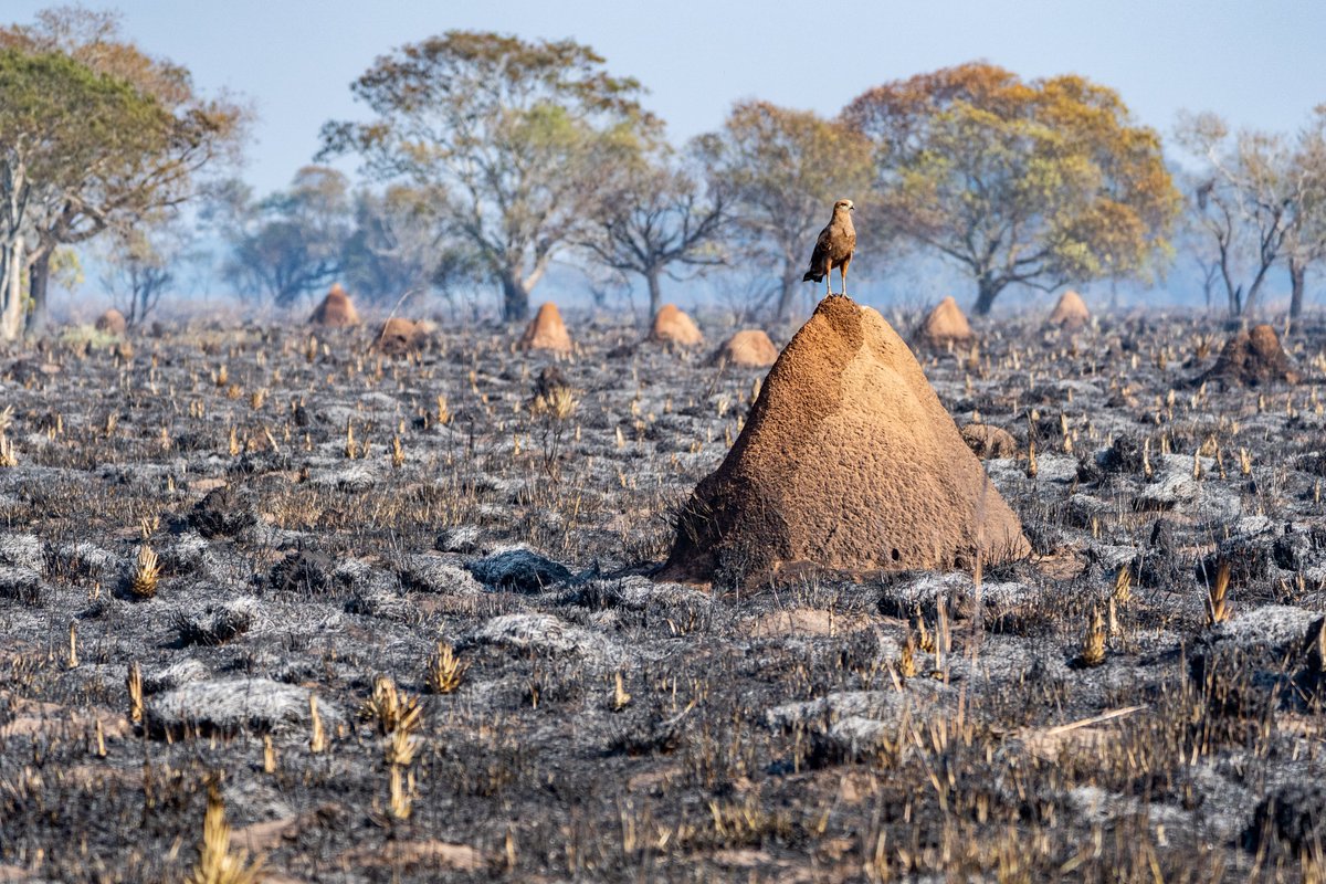 jfmesquida's tweet photo. Fundación @RewildingArg afirma que "la pérdida de ambientes naturales fuera del #ParqueIbera es aún mayor y el impacto sobre la biodiversidad es incalculable". https://t.co/y8VsiJXBPu