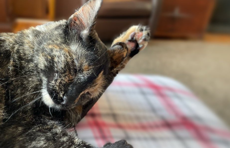 Jean says to it’s ok if things get a little messy sometimes. Just keep your conscience clean and your claws sharp