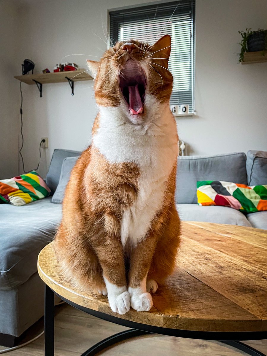 Hoguhugo's tweet photo. #Leidseplein #Gijzeling #DaarIstieWeer #Kater #Kattenfoto #Trending https://t.co/R8BowXsiH4
