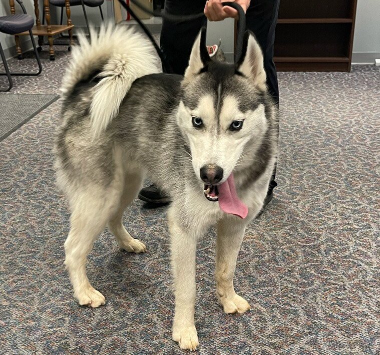 stlcountypd's tweet photo. I’m lost!  This dog was found at the St. Louis County Meramec Valley Branch Library, 141 and San Simeon Way this afternoon.  We need help getting him  home. 

He is at the Fenton Precinct.  Call Officer Dilks if you have information — 636-349-8120. https://t.co/oh43UoBOmp