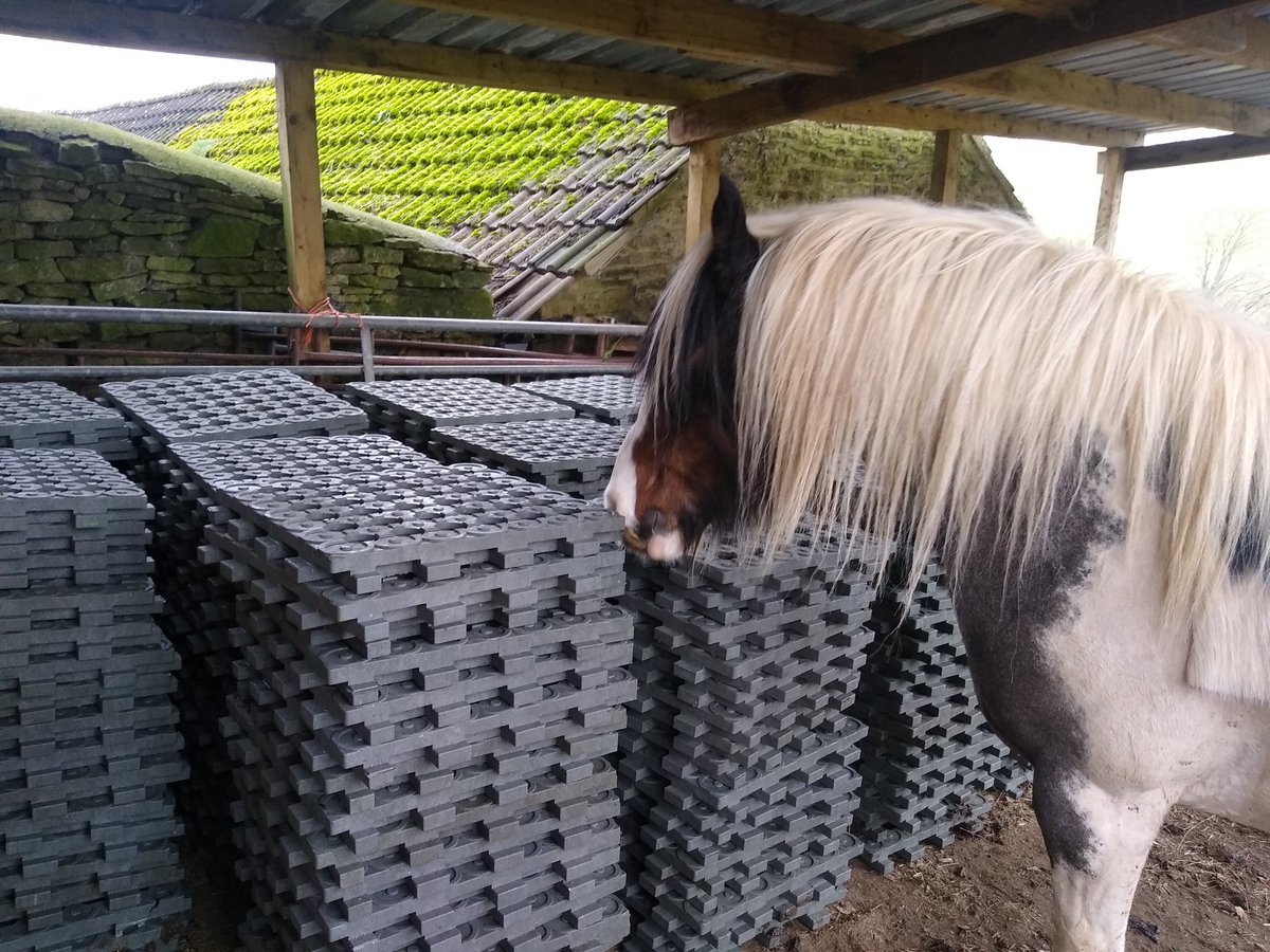 EquineTherapyC's tweet photo. Anoushka inspecting our new delivery of Mud Control Mats!
We are planning to use these on the track, and in gateways, to reduce the mud for both horses and humans.
#mudcontrolmats #mudmanagement #tracksystem #gypsycob #horses https://t.co/QDGhKEZKC1