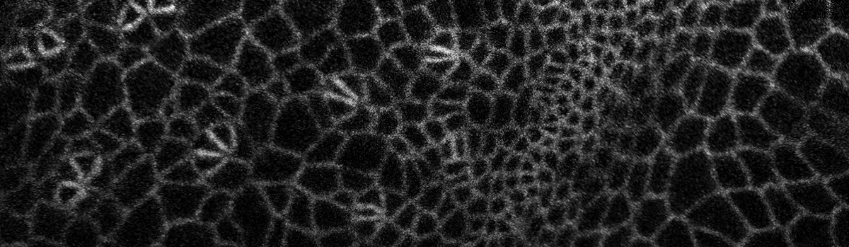 CarthewLab tweet media