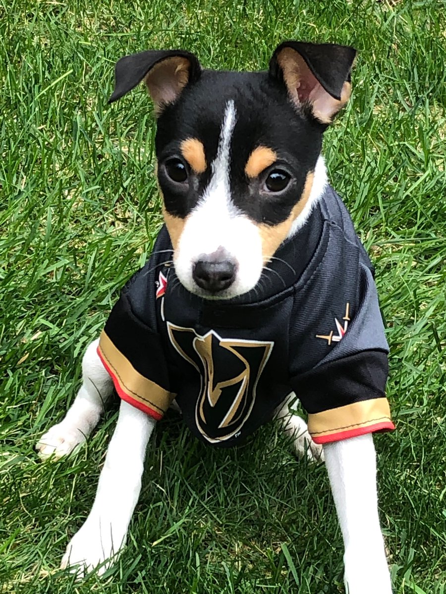 sixpackknaack's tweet photo. @GoldenKnights Yeli loves his Knights!!! https://t.co/B2KFJwB7H9