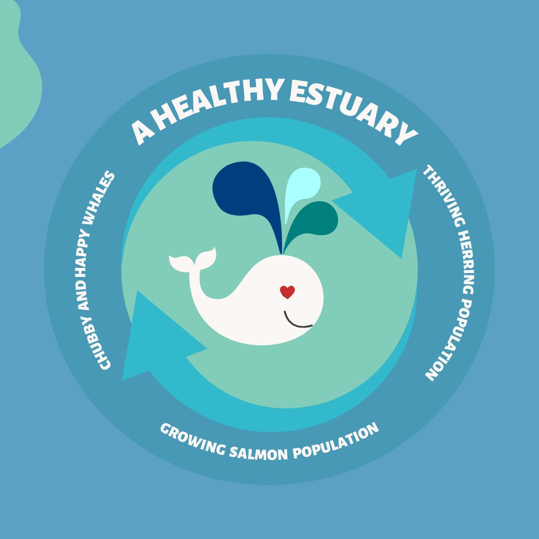 The Squamish Estuary is an essential nursery for juvenile Chinook salmon and herring.  A healthy estuary means more healthy herring, and more food for humpback whales in the Salish Sea! See? It’s all interconnected #RestoretheShore