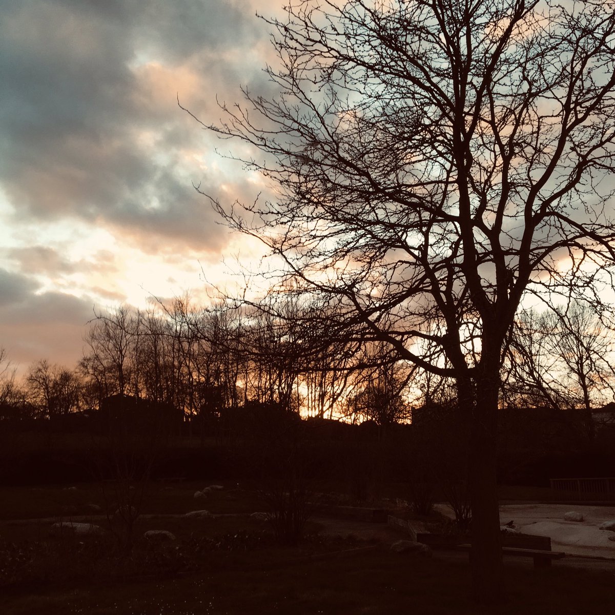 clairecollison1's tweet photo. Walk. Recalibrate:
Big planet, tiny-teeny preoccupations.
Small & exquisite beauty all around us. Dusk meditation on snowdrop in a copse of poplars. #GetSomePerspective #BrockwellPark https://t.co/xBpcjoRyRz