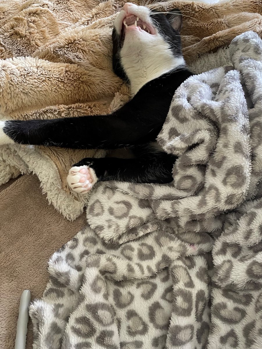 That's so funny!
#cats #CatsofTwittter #Silly #funnycats #bekindalways