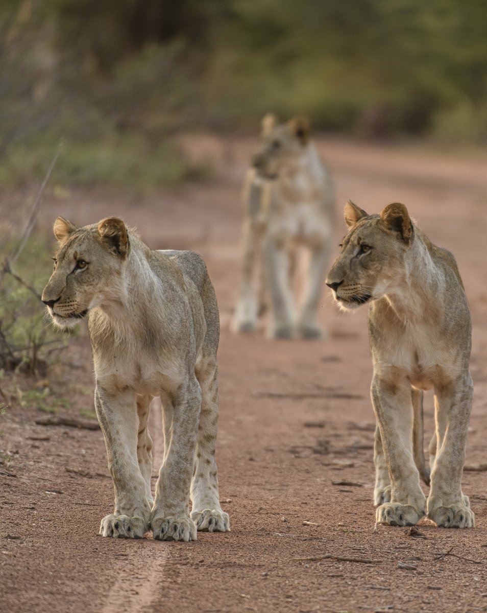 metalionkingdom's tweet photo. For now enjoy some precious #lions from Marataba, aren't they just lovely? 🥰

ROARR 🦁🦁🦁 https://t.co/lzPN8qtqXj