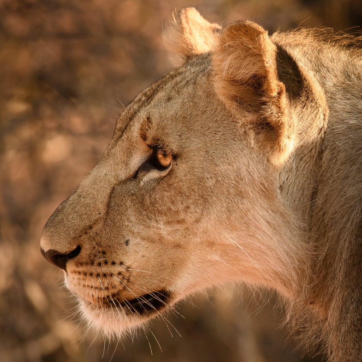 metalionkingdom's tweet photo. We just can't get enough of these amazing creatures, one final picture! 🦁📸

Ow and btw winners of the giveaway will be announced in 20 minutes! 🥳 https://t.co/YXjvxDLmNm
