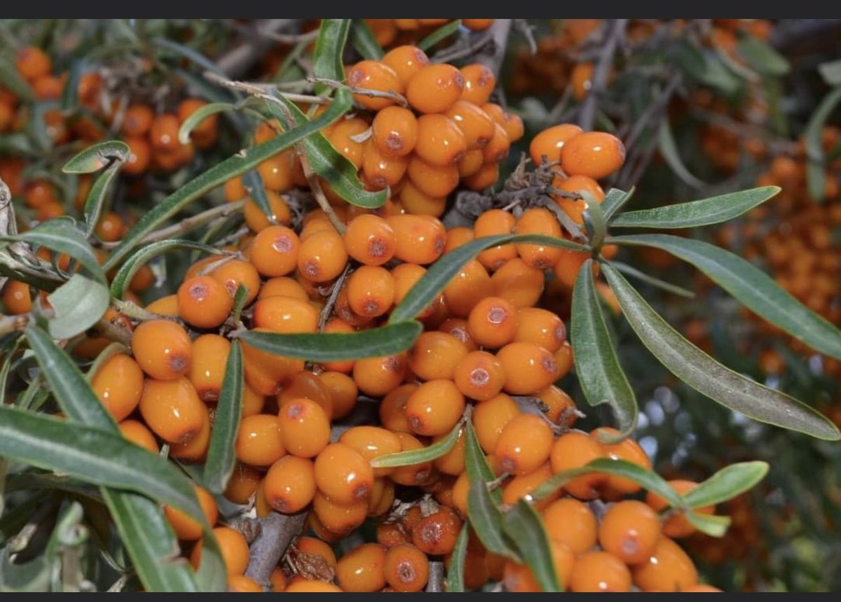 Happy #CdnAgDay!  Looking forward to more of these beauties!  #CdnAg #sebuckthorn #flavonoids #antioxidants #organic #skfruit @AgMoreThanEver #omegaverse