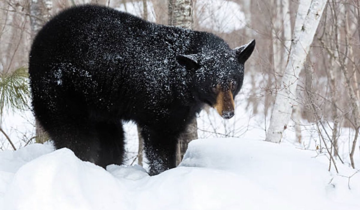 DhkBeau's tweet image. In Ojibwe our word for February is Makwa-giizis meaning bear moon (pronounced ma-kwa-geezis).