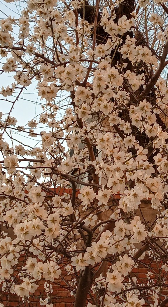 2016maguti's tweet photo. @calasnatividad, @ApaSenora, @NatividadInnova, #proyectoSer, #calasanciastime 
Cada día florece una oportunidad más de crecer como personas y ver la belleza en tu entorno. https://t.co/CWNKBU9Ti7