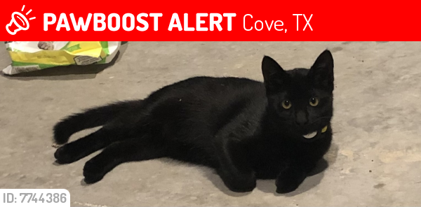 TXLostPets's tweet photo. Please RT! Mr. White went #missing on February 19, 2022 in Cove #Texas 77523 near fm 565 #lostcat #lostpets #pawboost https://t.co/QXOU0bfeV4 https://t.co/hY9rxlEKAZ