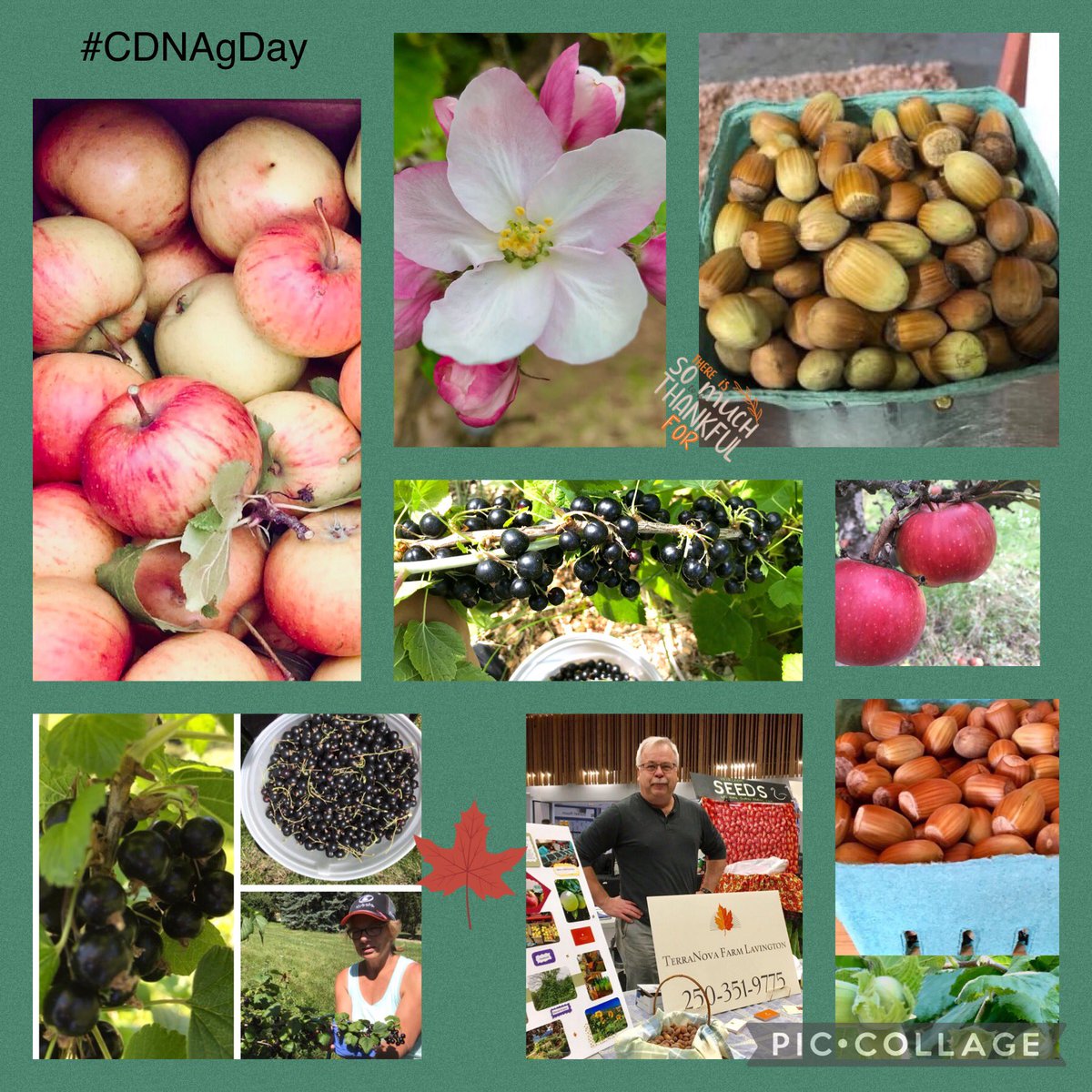 FarmNova's tweet photo. Celebrating Canadian Agriculture Day! From our little farm to your table - it is our pleasure always! CDNAgDay #thankafarmer #farming #Fruit #nuts #VernonBC https://t.co/6iYgyybZuN