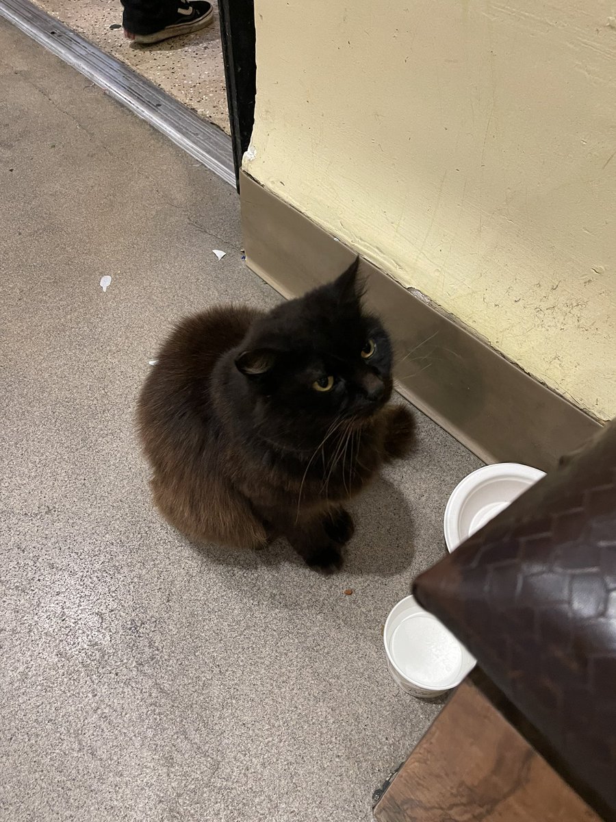 sneaky_chopstck's tweet photo. Was eating at a restaurant in Moss Landing and this absolute lad just casually walks in and hangs out https://t.co/sD3RuP5hJE