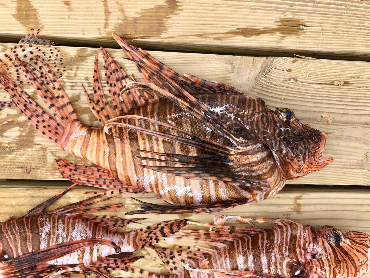 RobotsISE's tweet image. RSE is back in the water hunting Lionfish in Pensacola, Florida. Great day on the water with Brady Hale and the crew #NiuhiDivCharters. Thank you to Captain Andy Ross for all the support