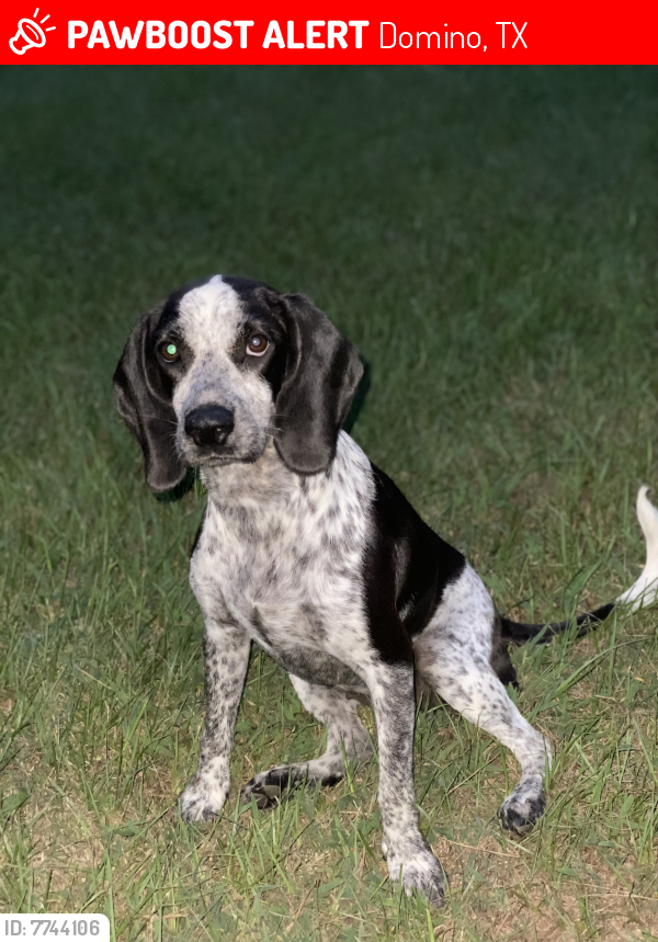 TXLostPets's tweet photo. Please RT! Texie Belle went #missing on February 21, 2022 in Domino #Texas near Loves, highway 59 #lostdog #lostpets #pawboost https://t.co/ef5oP9fWUX https://t.co/cB3EQpePTB