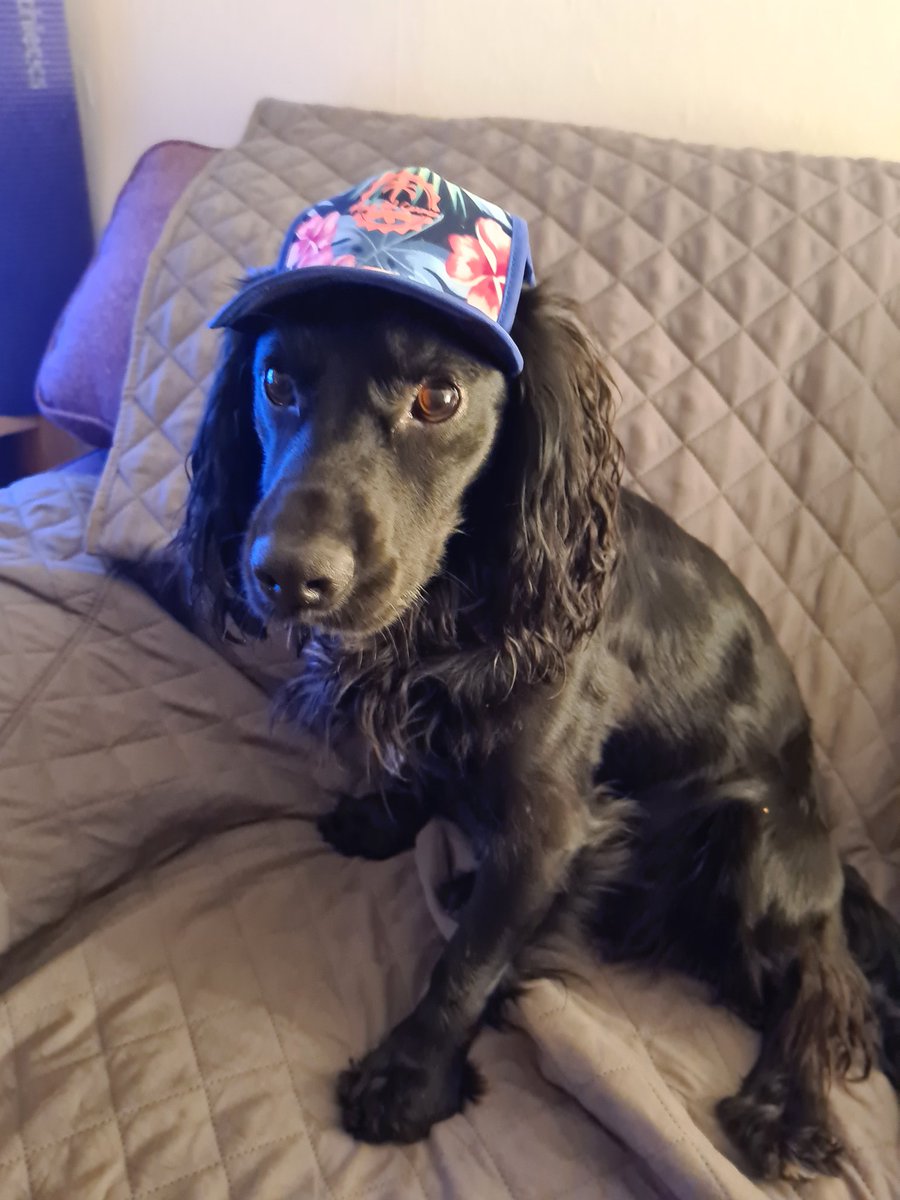 jgraha14's tweet photo. @bunsenbernerbmd I love your hat Beaker!
BoJack isn't so sure about hats though ๐คท๐ผโโ๏ธ
#HatFriendDay
#cockerspaniel
#dogsinhats https://t.co/RvLGIN4wTH