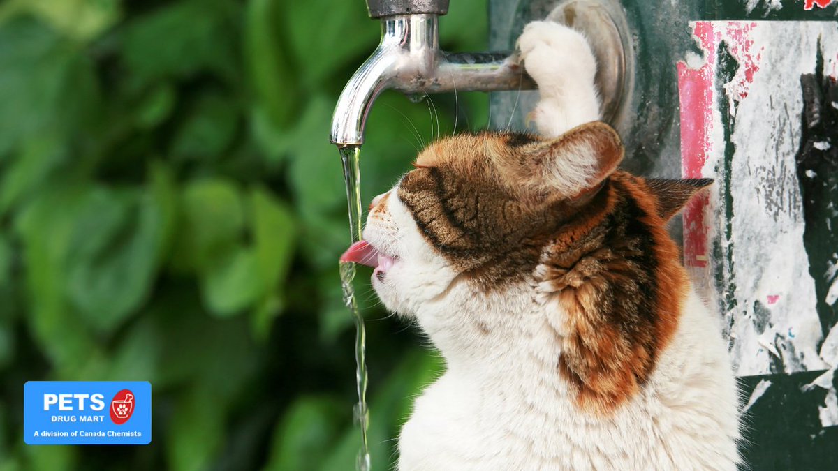 Fun fact: 🐈 

Did you know that cats prefer to drink from a running water source? 🐱🐾 

Contact Pets Drug Mart for all your pets needs: bit.ly/3qpCjVx 

#PetsDrugMart #PDM