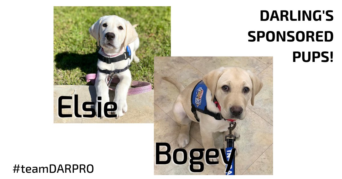 DARPROSolutions's tweet photo. Darling has sponsored two service dogs through a nonprofit named Valor Service Dogs. They help wounded post-9/11 veterans regain independence, return to civilian life through the training and placing of mobility assistance and PTSD service dogs.
.
.
#DARPROSolutions #teamDARPRO https://t.co/uJIklF9hDy