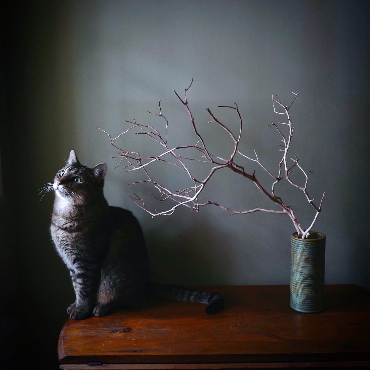 PhotoPlaceVT's tweet photo. "There's a Spider on the Wall" © Susan Licht
from the online exhibit The Magic Of Light. To view all the selected images please follow the link.
https://t.co/g10JZxuvEV
#themagicoflight #photoplacegallery #fineartphotography #photogallery #catphotography #stilllifephoto https://t.co/WZf039PRqN