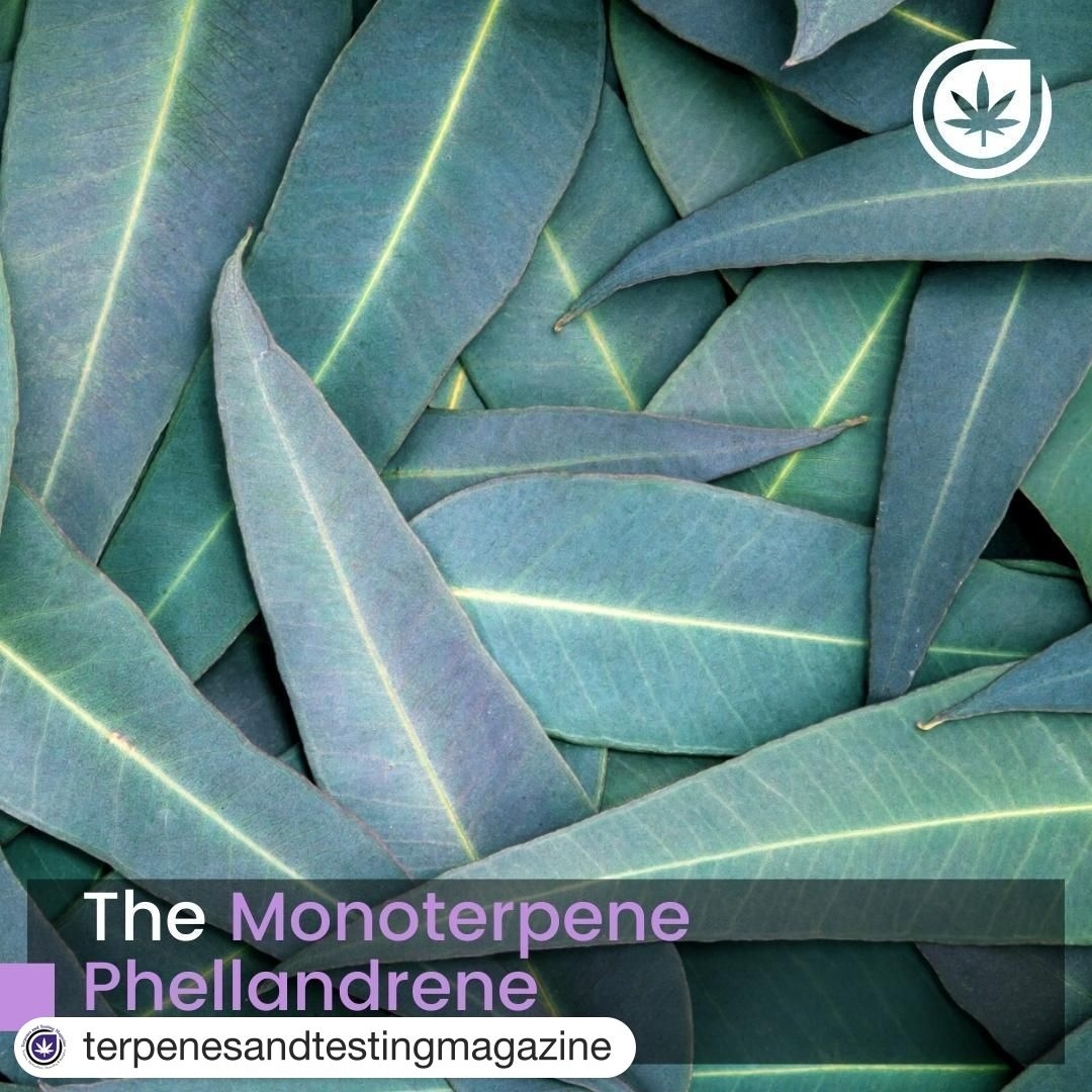 upLVL2's tweet photo. Phellandrenes can be found in #cannabis and many other plants. Their pleasant aroma makes them widely popular in the fragrance, beauty, & skincare. They smell peppery, minty, & citrusy.โ ๐ https://t.co/6lsSun2NMl #monoterpene #phellandrene #cannabinoid ##budtenders https://t.co/QrpHJUiIyW