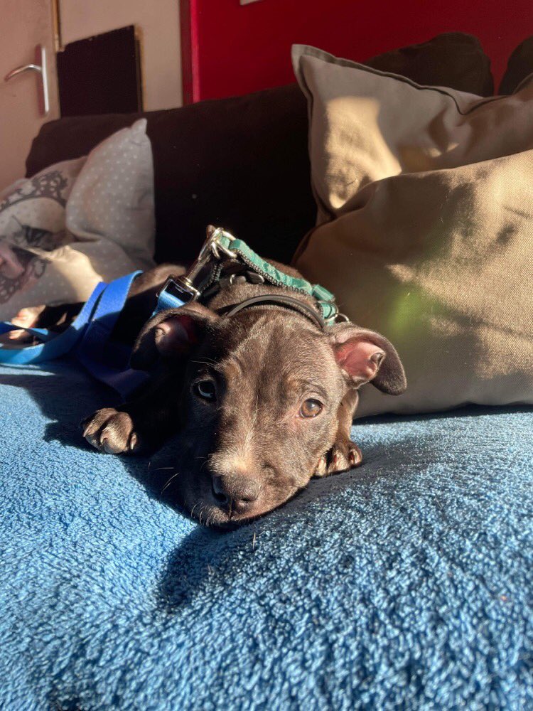 rimk (@bicolabricot) on Twitter photo 