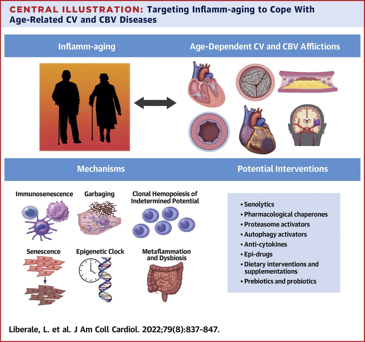 JACC Journals (@jaccjournals) on Twitter photo Targeting inflamm-aging to reduce the burden of #CVD in the elderly population: a quest for a broad approach. bit.ly/3p7dxsa
#CardioTwitter #ACCIntl #JACC #HeartFailure #CHIP <a href="/cmc_uzh/">Center for Molecular Cardiology</a> <a href="/UniGenova/">Università di Genova</a> <a href="/liberale_luca/">Luca Liberale</a> <a href="/lbadimon/">Lina Badimon</a> <a href="/TomLuscher/">CardioTomLuscher</a> Targeting inflamm-aging to reduce the burden of #CVD in the elderly population: a quest for a broad approach. bit.ly/3p7dxsa
#CardioTwitter #ACCIntl #JACC #HeartFailure #CHIP <a href="/cmc_uzh/">Center for Molecular Cardiology</a> <a href="/UniGenova/">Università di Genova</a> <a href="/liberale_luca/">Luca Liberale</a> <a href="/lbadimon/">Lina Badimon</a> <a href="/TomLuscher/">CardioTomLuscher</a>