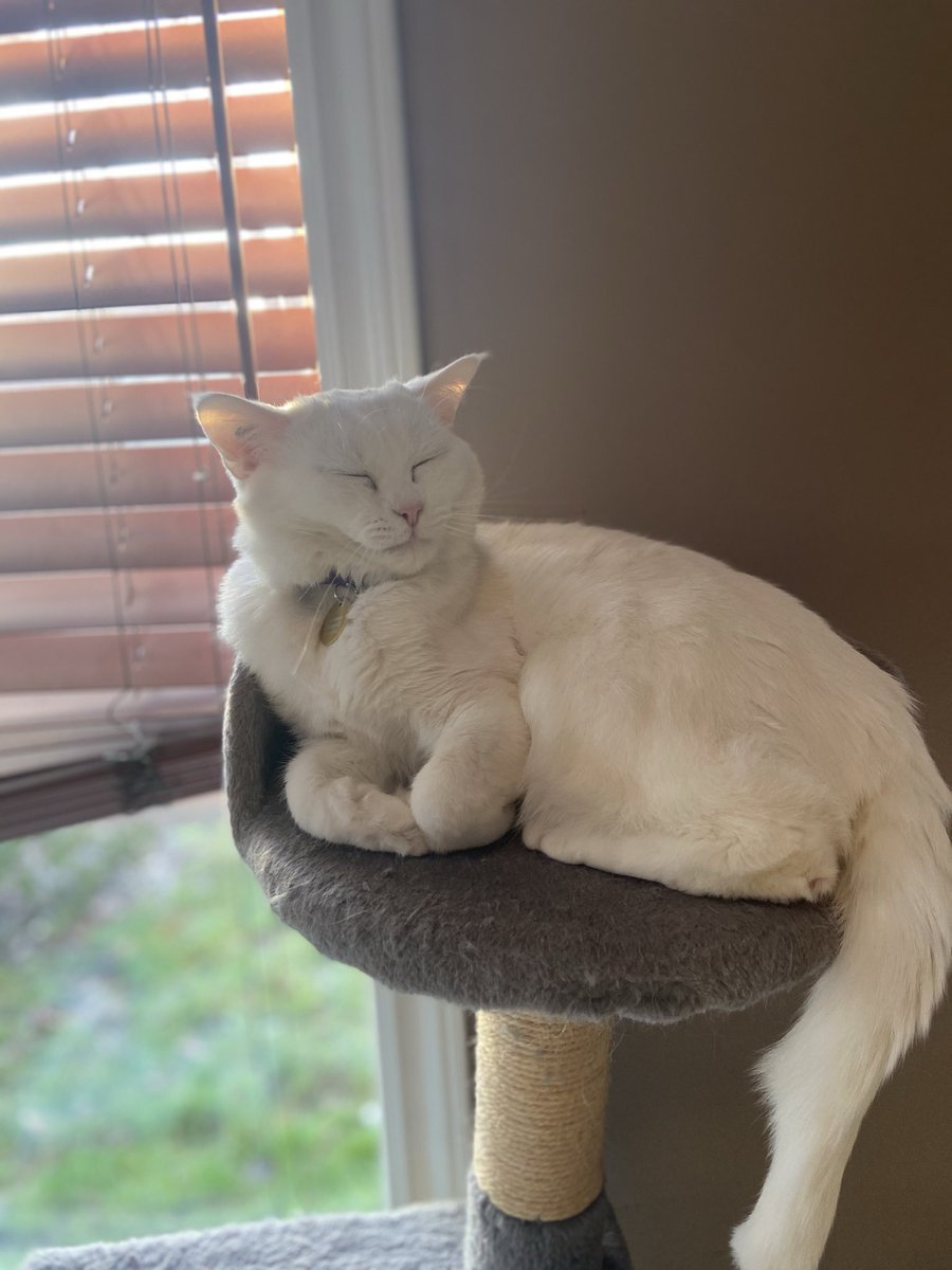 KittyOfTD's tweet photo. Today's kitty cat of the day is Huckleberry!

He's a very nice boy and loves forehead kisses!

#CatsOfTwitter #CatOTD #Cats https://t.co/meS2QO79YN