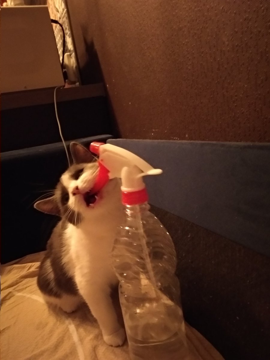 CaptainVanesh's tweet photo. Воюет со своим прямым врагом https://t.co/zN7gTs9kXw